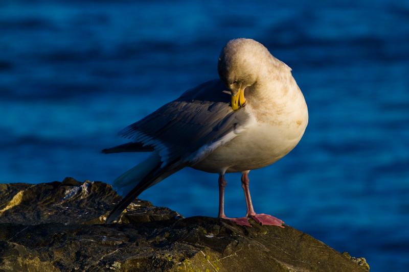 Gull Preening